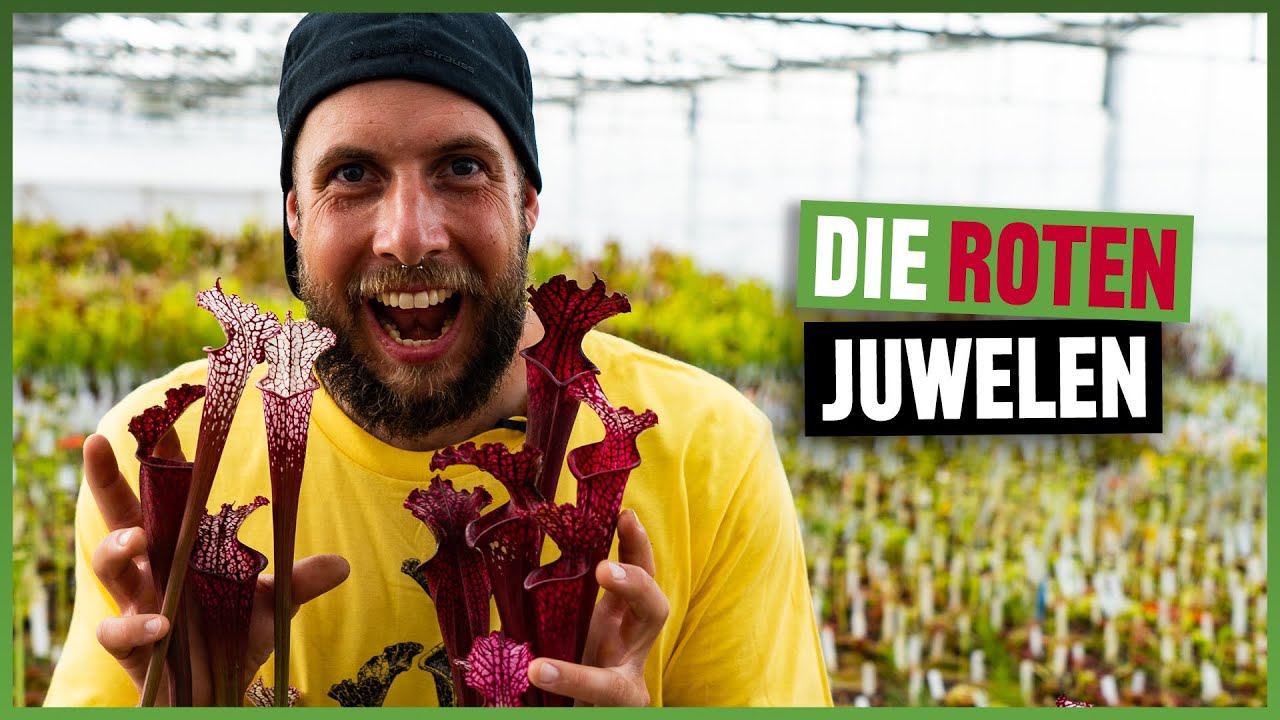 #148 Rote Sarracenia leucophylla im Vergleich