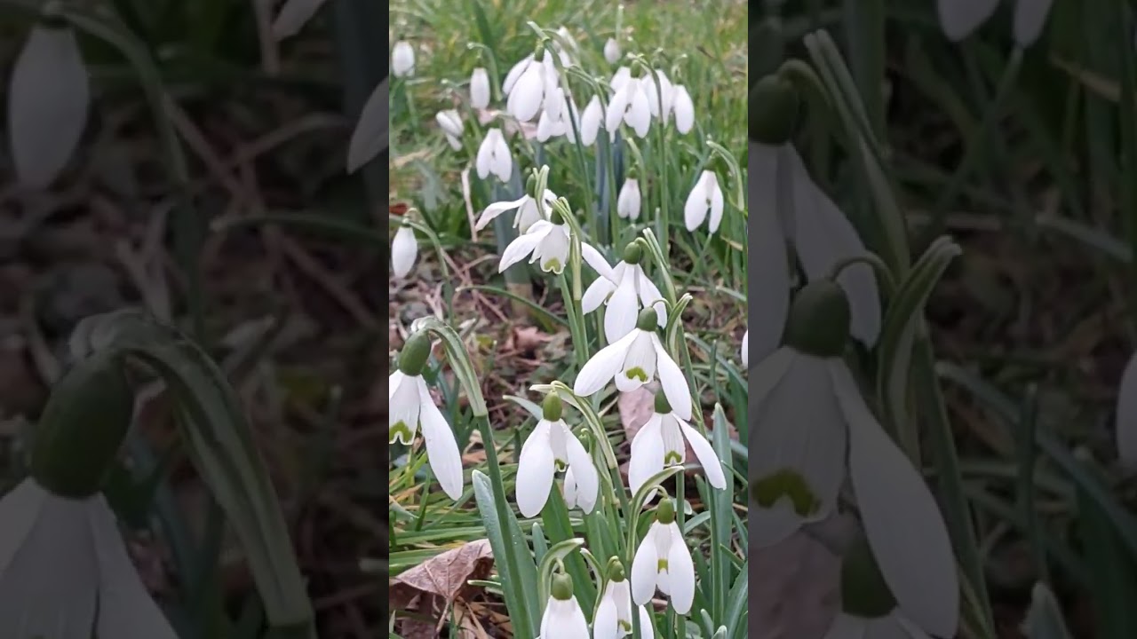 Snow Drop Flowers