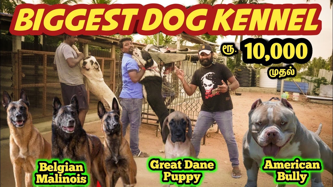 Biggest low price Dogs Kennel | ரூ.10,000 முதல் நாட்டு நாய்கள் பண்ணை - Mr camera man