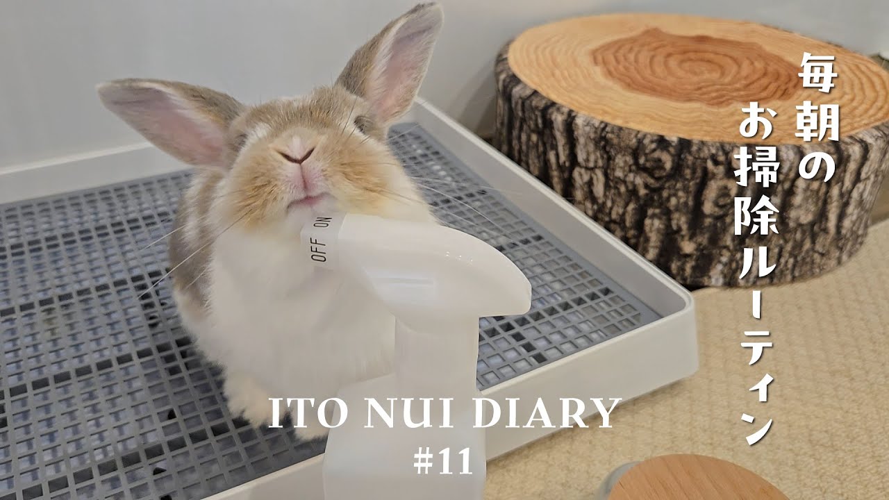 毎朝のお掃除ルーティン｜うさぎのお世話｜モーニングルーティン