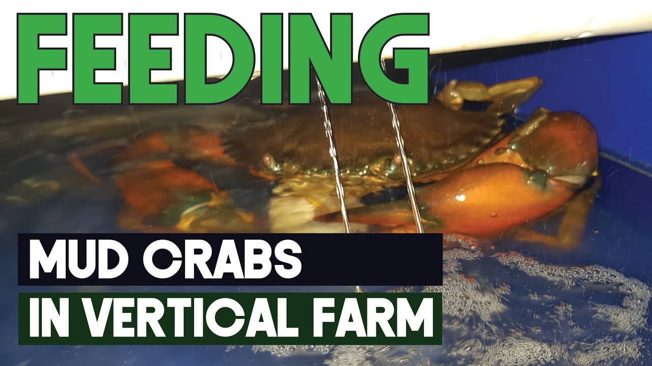 Feeding and Monitoring Scylla Serrata (Mud Crab Farming) in RAS Vertical Farm