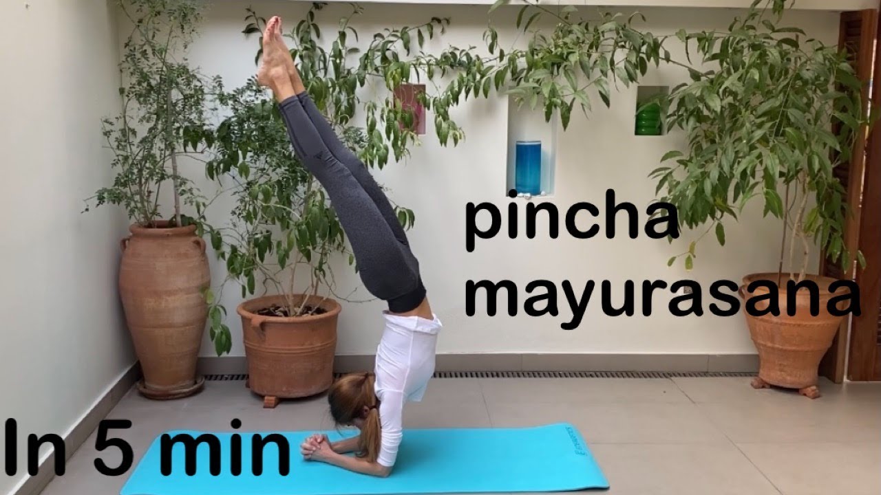 PINCHA MAYURASANA IN 5 MIN | Forearm stand step by step | Pincha mayurasana preparatory poses