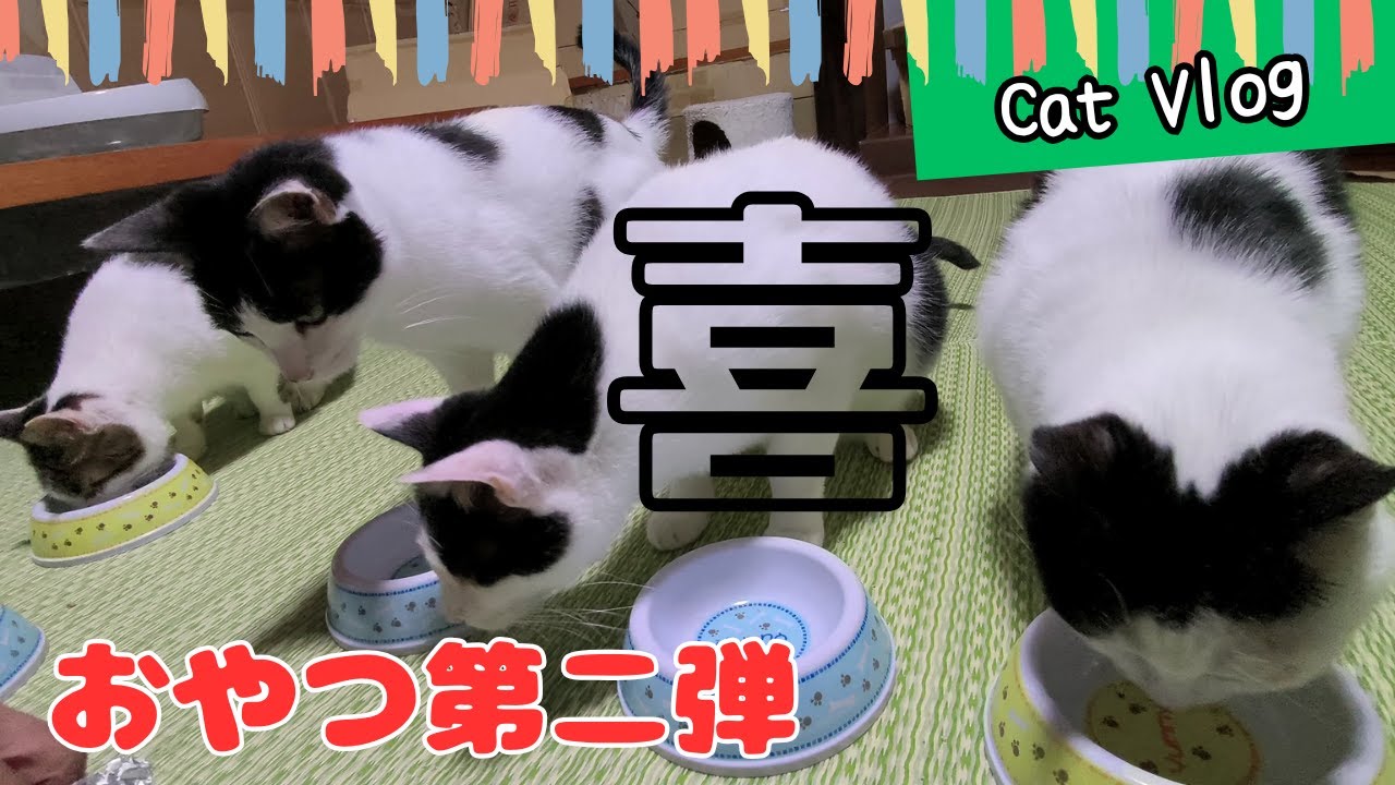 【catslog】おやつ第二弾に喜ぶ猫たち😮 #猫動画 #可愛い猫 #保護猫