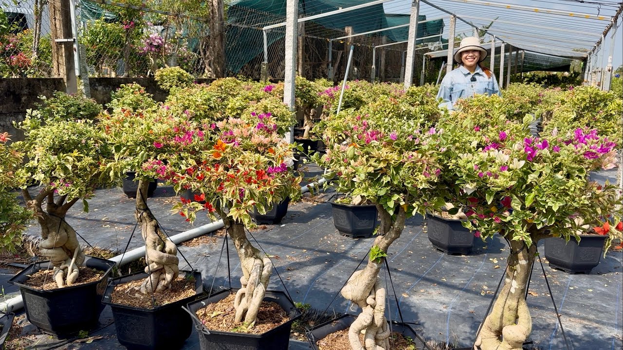 Hoa giấy sỉ và lẻ, cẩm thạch siêu hoa, ghép 6 đến 10 màu, dáng đẹp bonsai ☎0825.343.386 Nguyễn Thắng