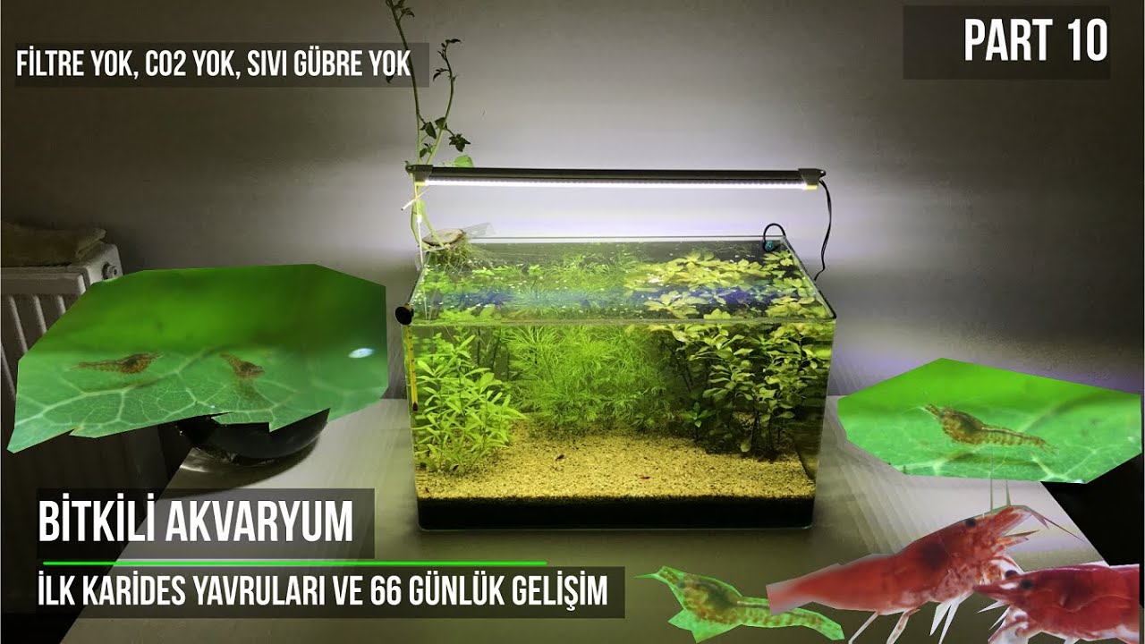 Bitkili Akvaryum - İlk Karides Yavrularım ve 66 Günlük Gelişim: CO2 Yok, Filtre Yok - Part 10