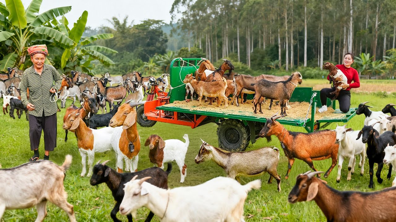 Buy 500 Goats from Elderly Farmers | Transporting Many Goats by Truck to Market for Sale