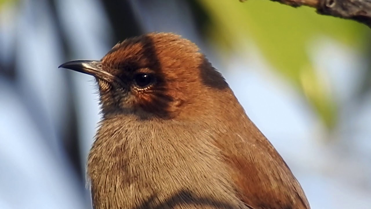 Indian Robin Female, Indian Robin's Call, Bird Call