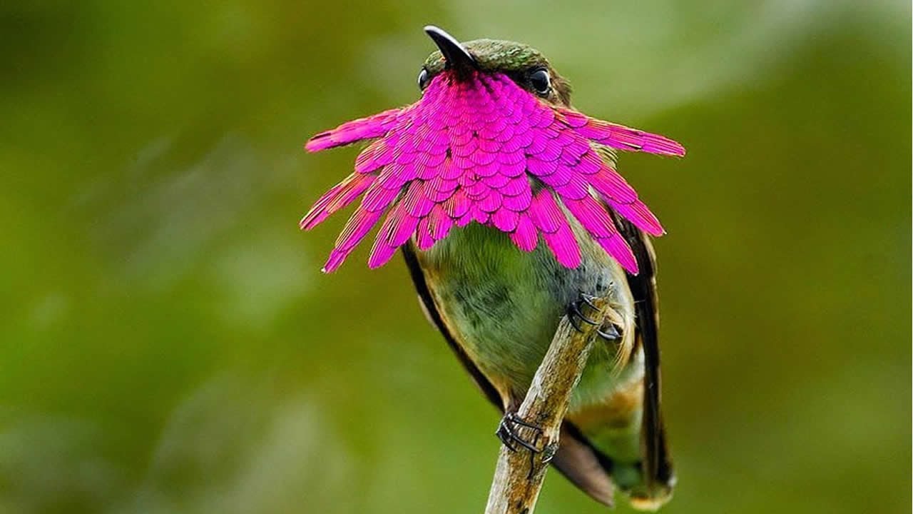 7 Colibris Les Plus Exotiques Et Beaux Dans Le Monde