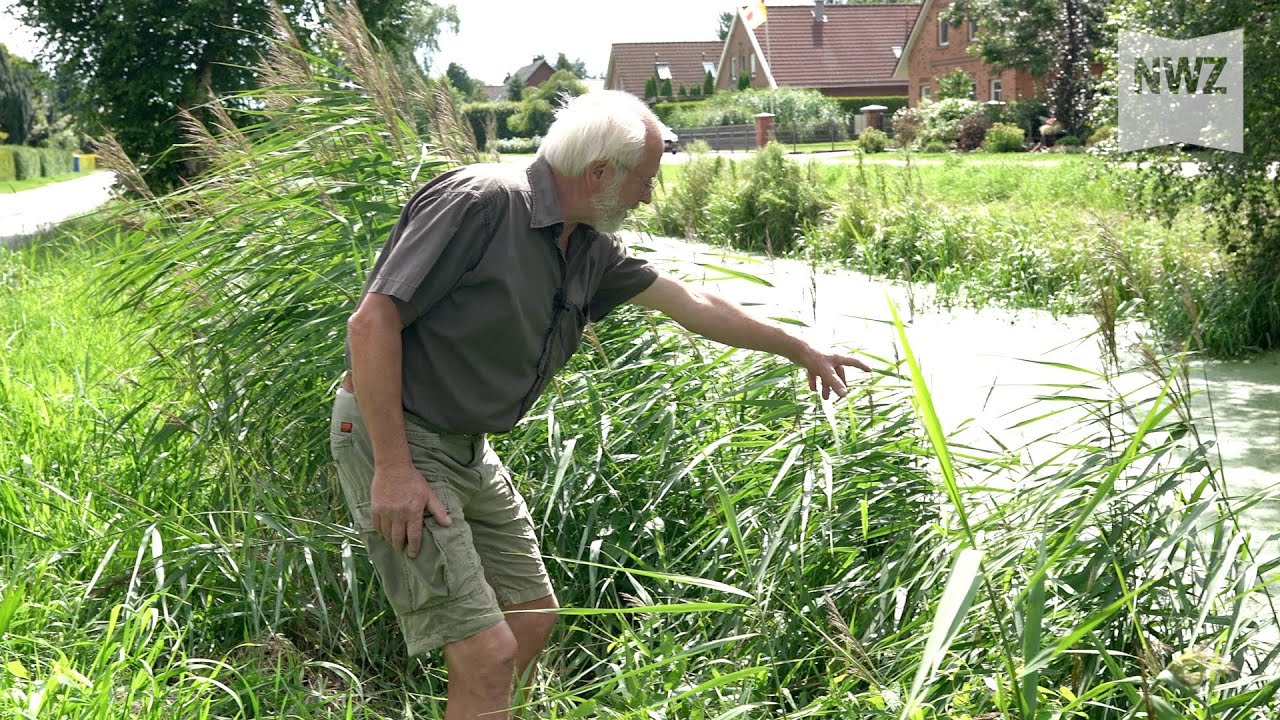 Fischsterben in Wiesmoor: NABU schlägt Alarm