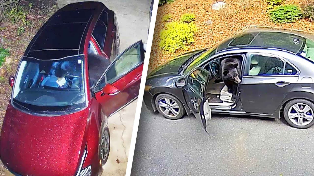 Bears Break Into Cars Looking for Food