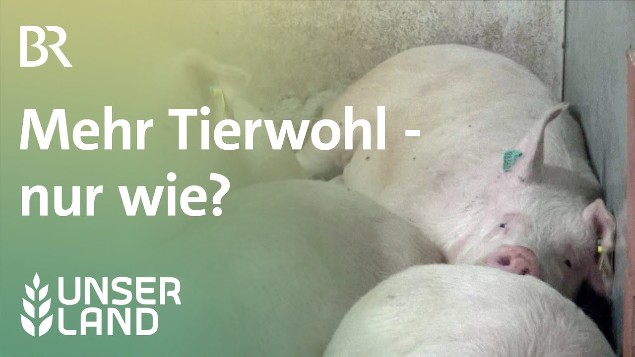 Tierwohl: Mehr Bewegungsfreiheit f&uuml;r Schweine | Unser Land | BR Fernsehen