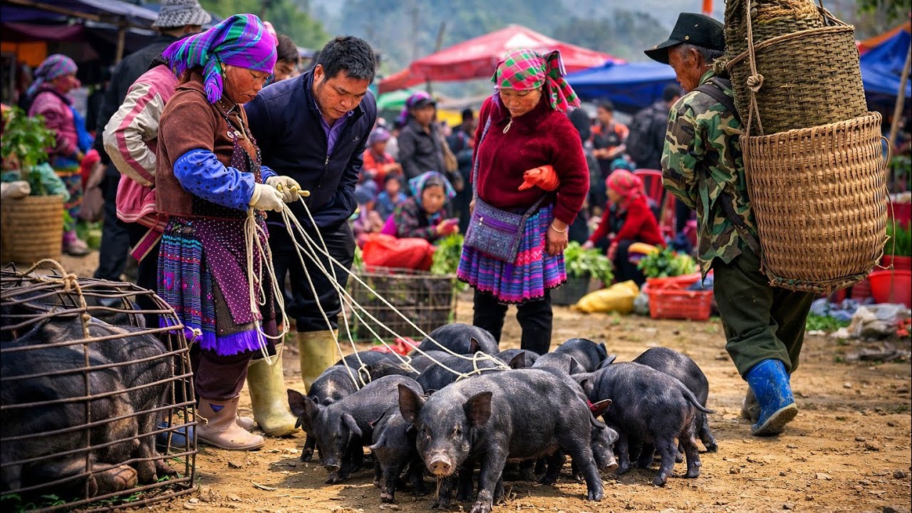 CHỢ VÙNG CAO - LÙNG PHÌNH (lào cai P2) | Ẩm Thực Hấp Dẫn, Lợn Đen Bản Địa Và Nông Sản Thảo Dược Quý