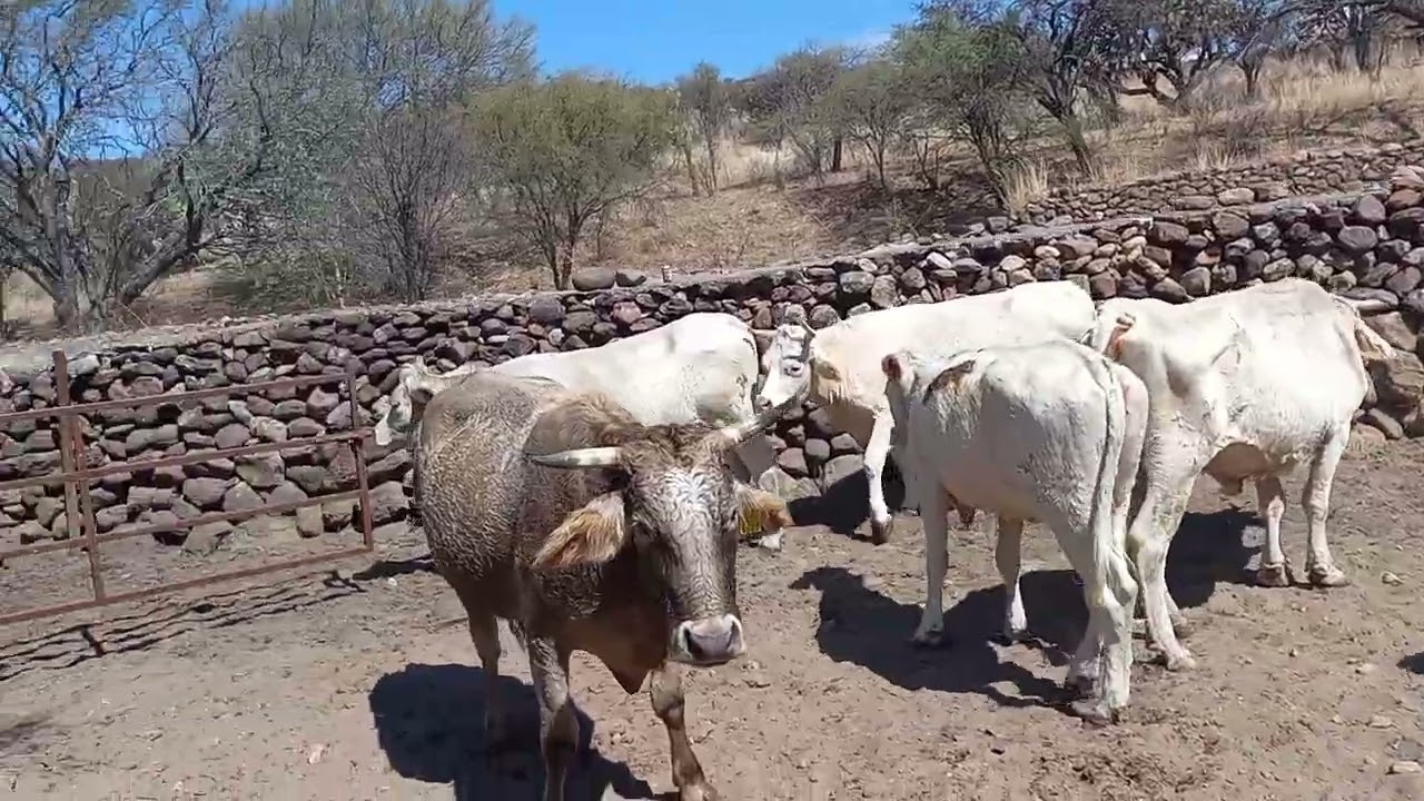 Bañando el ganado 
