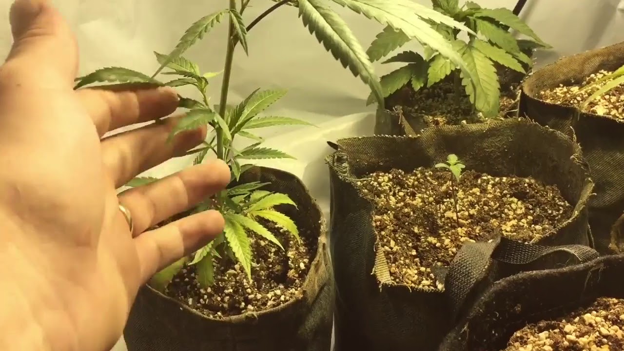 A Technique to Keep your Cannabis Nodes Tight w/Pigeons420