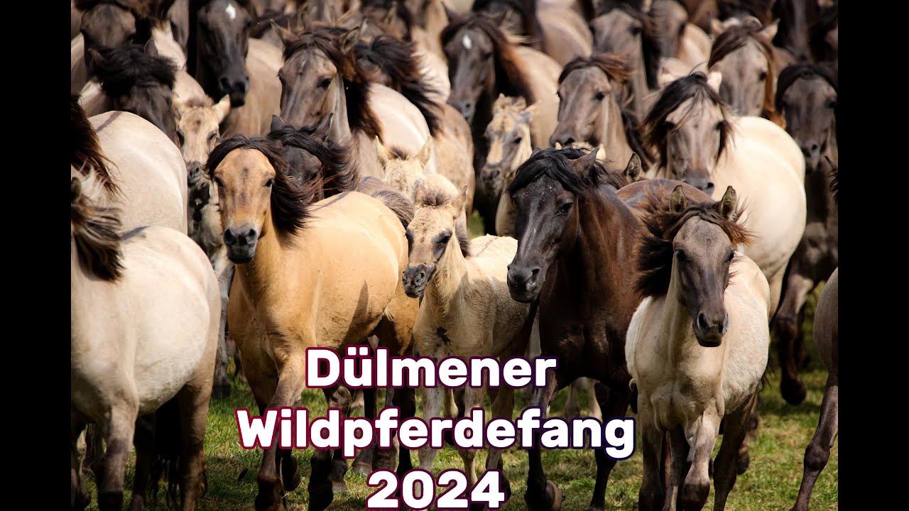Dülmener Wildpferdefang am 26.5.2024 im Merfelder Bruch