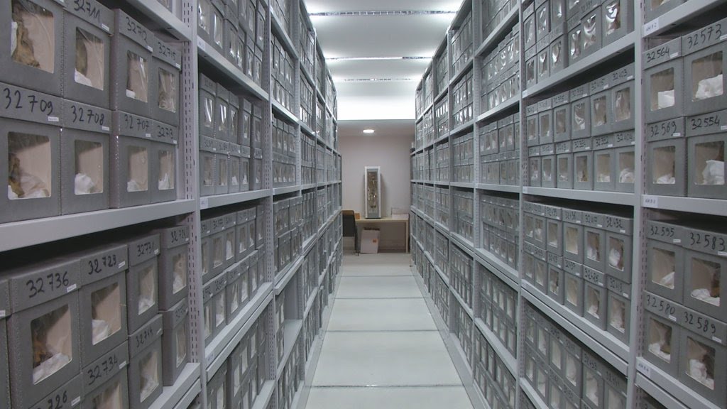 Will France repatriate its collection of 19th century Algerian skulls?