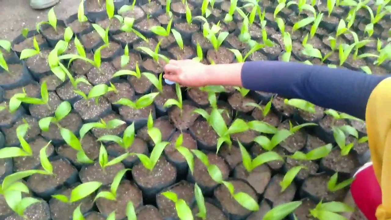 Cara Memupuk yang AMAN untuk Pembibitan Kelapa Sawit PN !