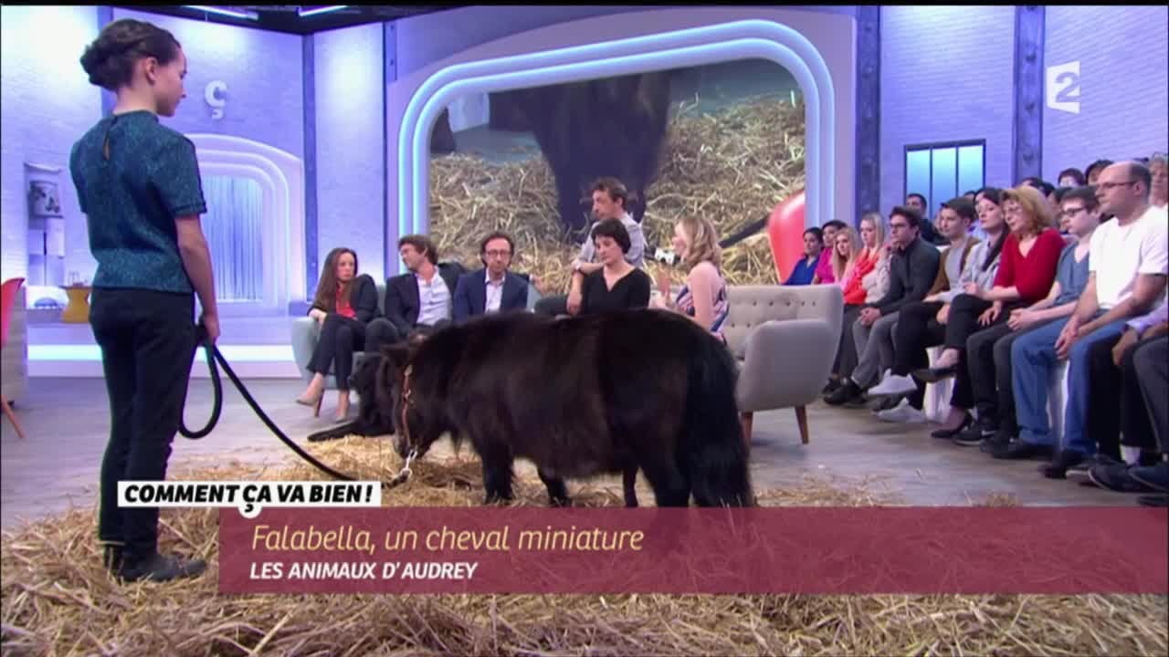 [ANIMAUX] Falabella, un cheval miniature #CCVB
