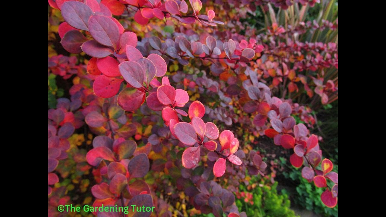 How to Prune Berberis by The Gardening Tutor-Mary Frost