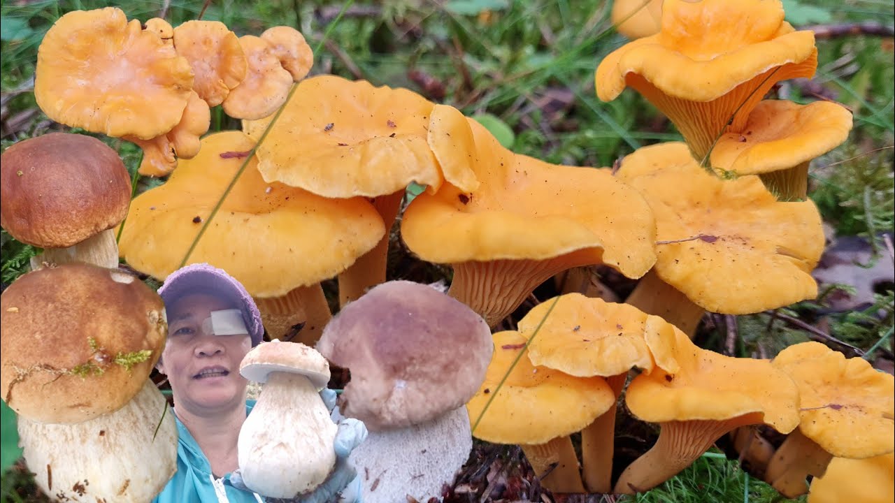 เห็ดผึ้งก้อยังไม่หมดเห็ดเหลืองก้อออกเพิ่มเอาไรดีก่อน16สิงหา66