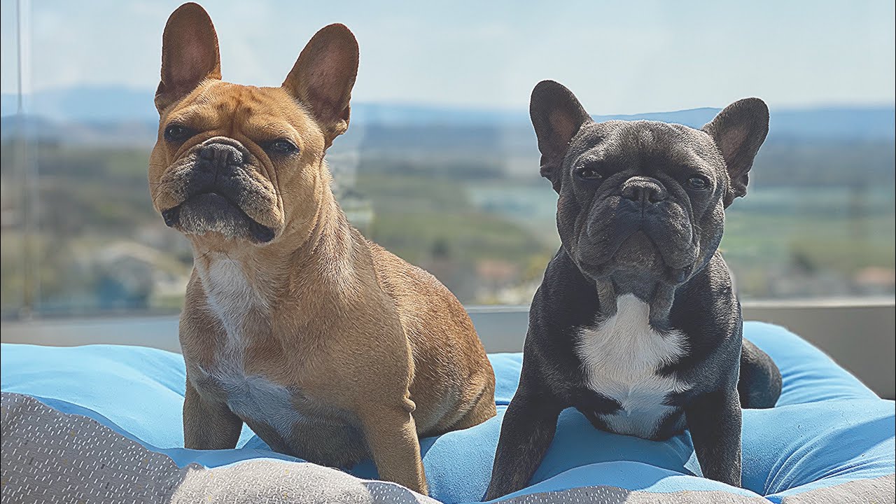 Dogs On Vacation At Grandparents / Daddy's Side