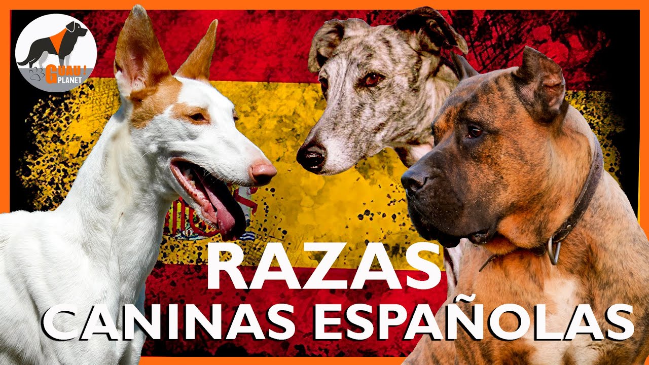 razas caninas españolas  #razascaninasespañolas