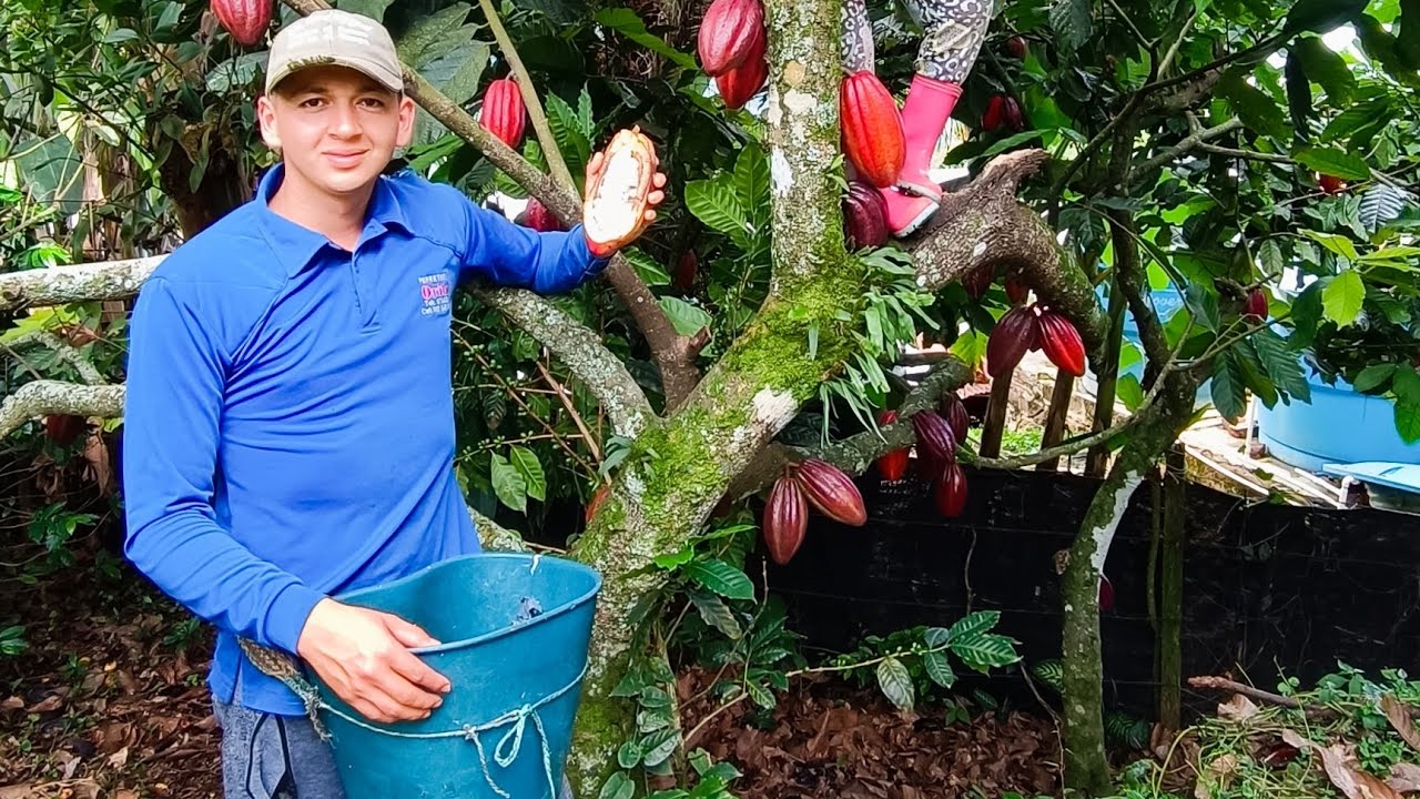 De Esta Forma Se Cosecha El Chocolate ( Cacao ) 🍫