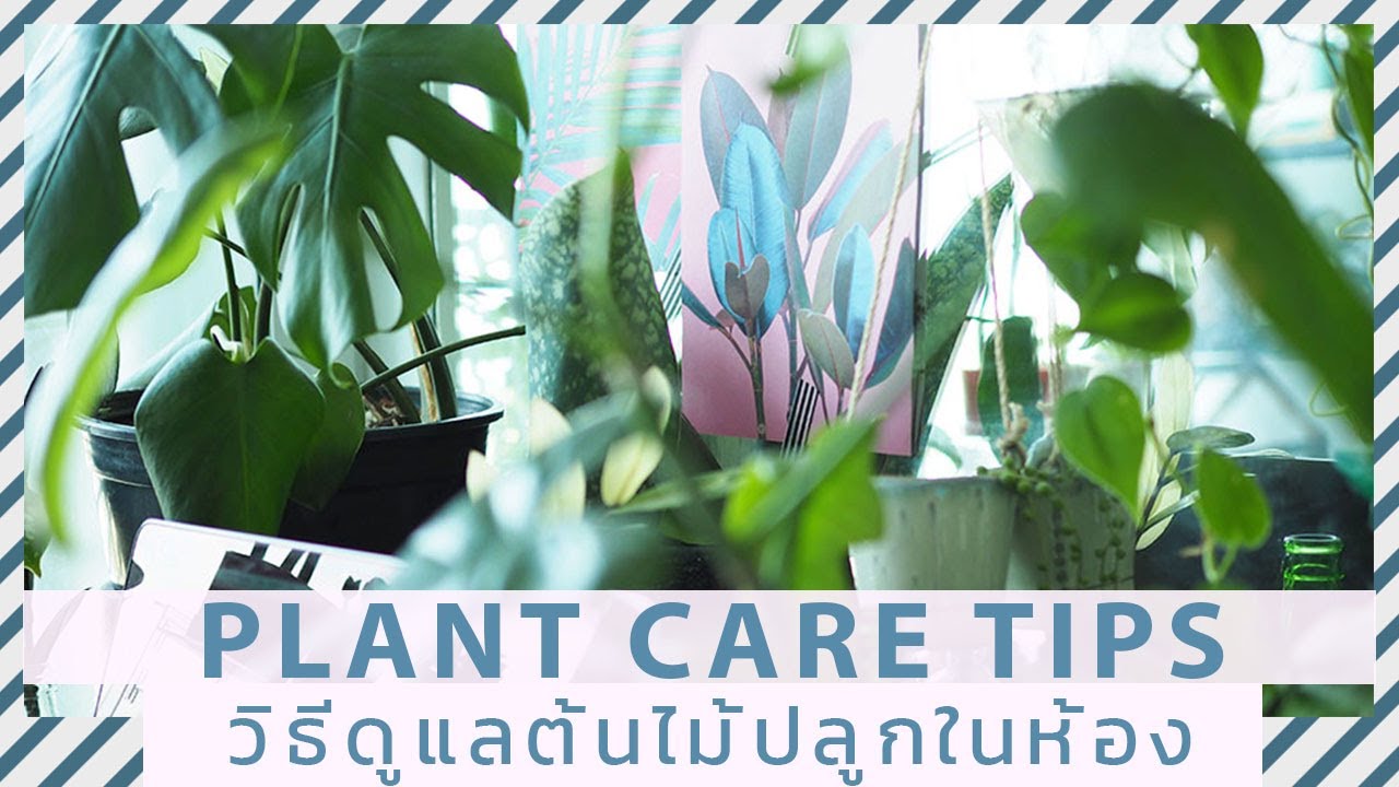 วิธีดูแลไม้ใบ ปลูกเลี้ยงในห้องง่ายๆ สำหรับมือใหม่
