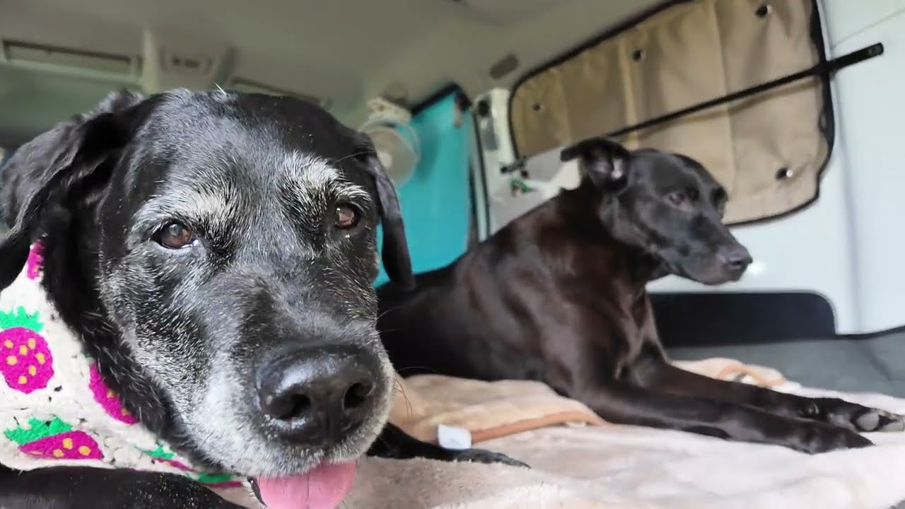 單人兩犬 車泊芬享露營區￼