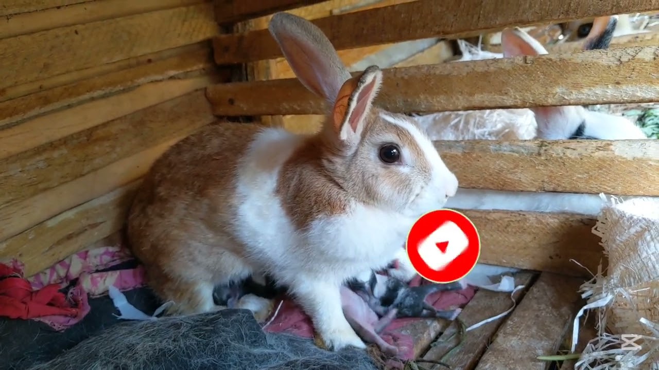 😄🙌 my old Rabbits getting new bunnies see how the Rabbits feeding their bunnies 🐇🐇in 3days was born 