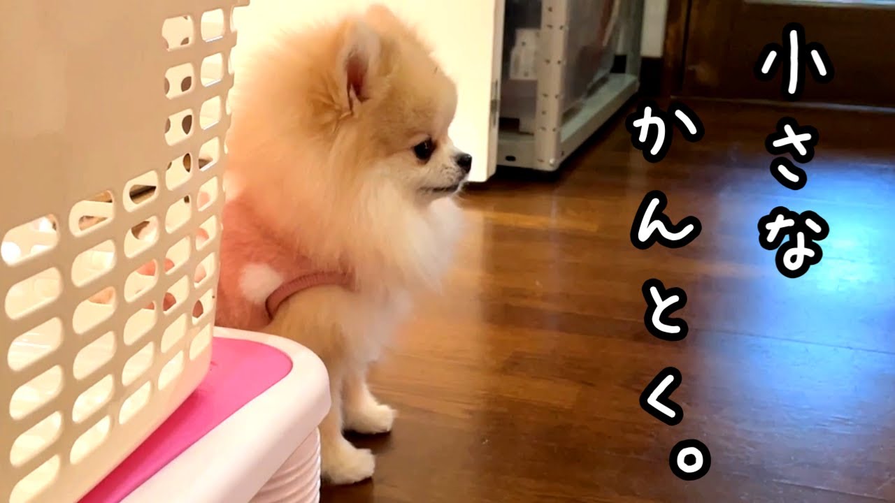 大掃除を見守るポメラニアンとチワワ