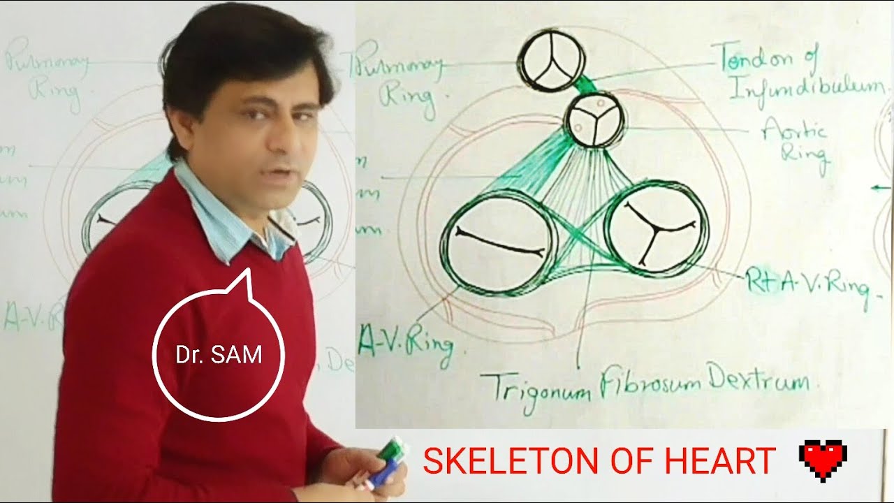 Fibrous Skeleton of Heart | Dr. SAM
