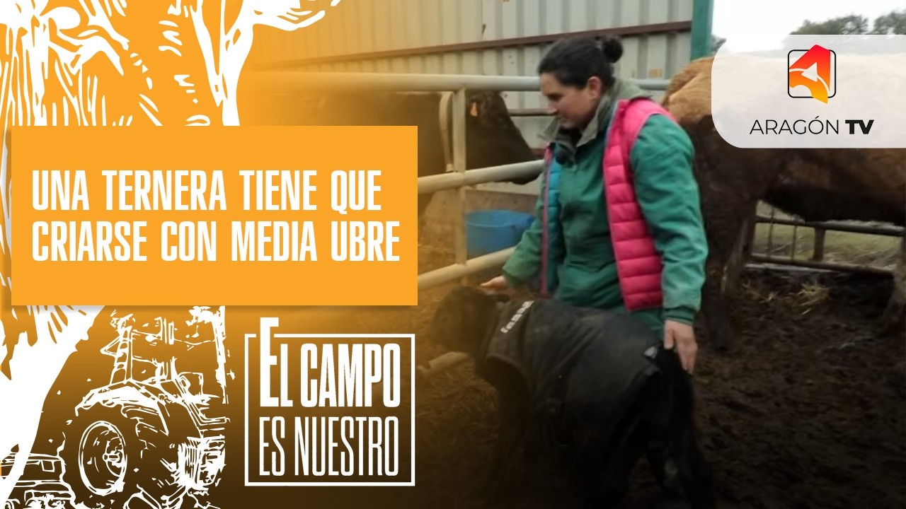 Una ternera tiene que criarse con media ubre