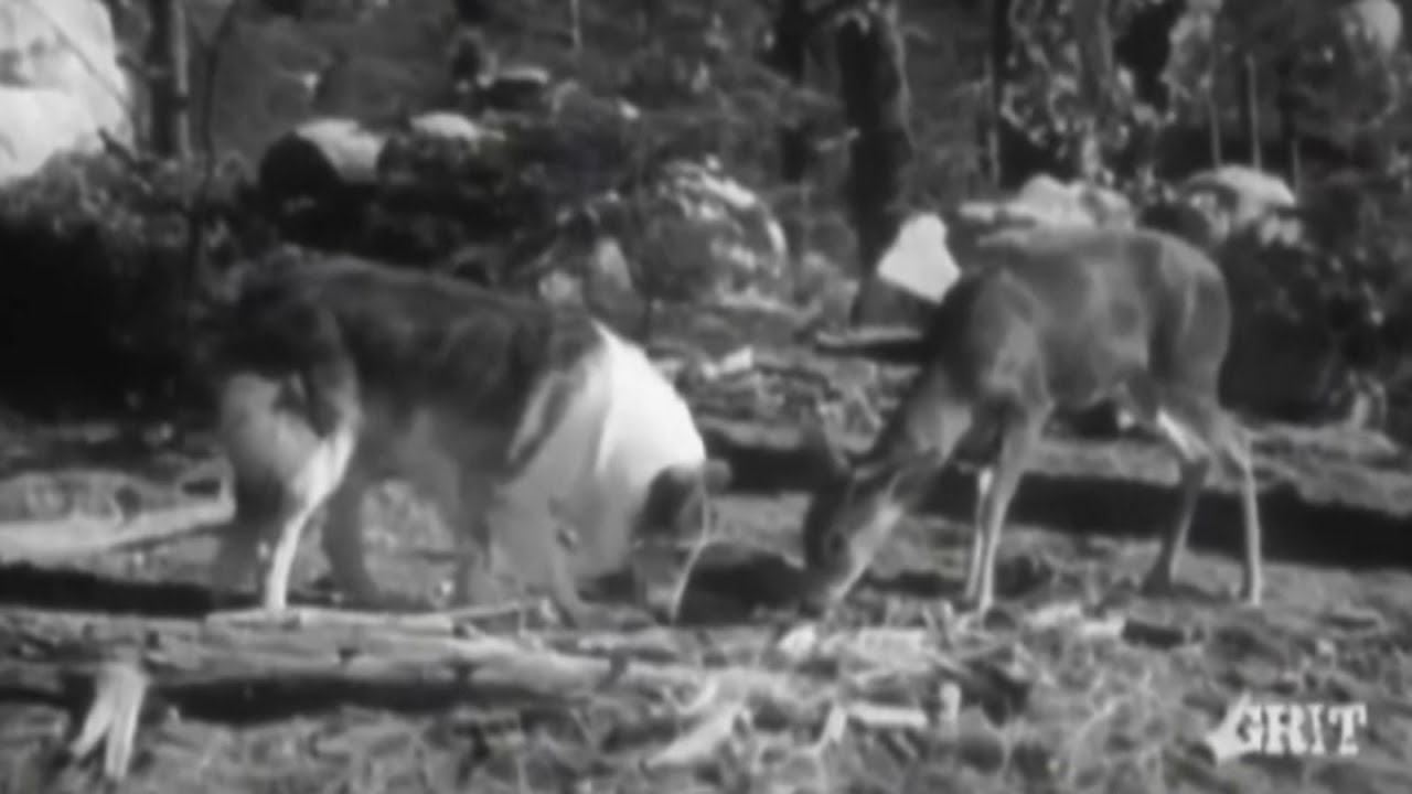 Lassie stunts ep 30 Various wild animals 2