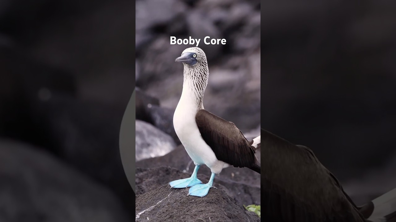 Booby Core #animalshorts #animals #cute #birds