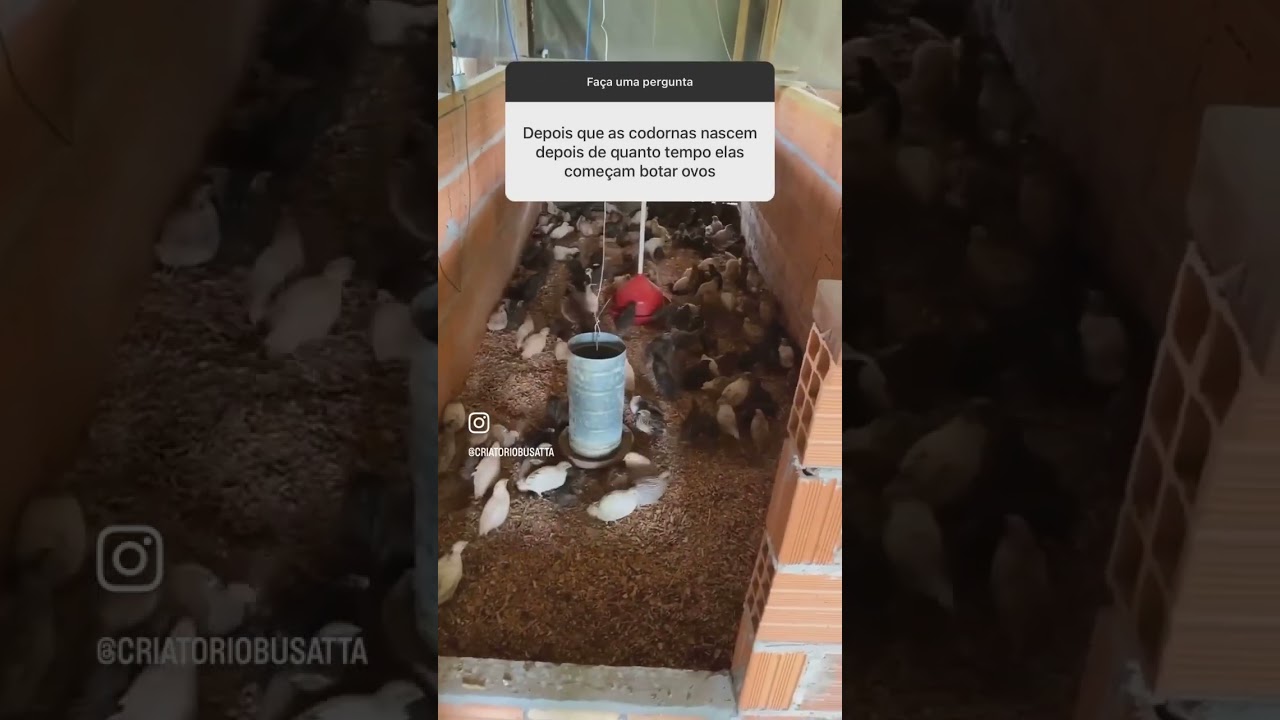 Com quanto tempo de vida a codorna inicia a postura?🥚🐣
