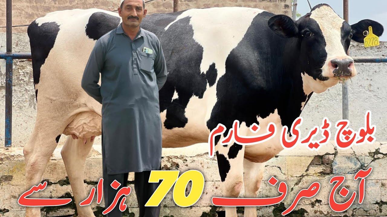 Baloch Dairy Farm | imported cows And Friesian cows #Janibest