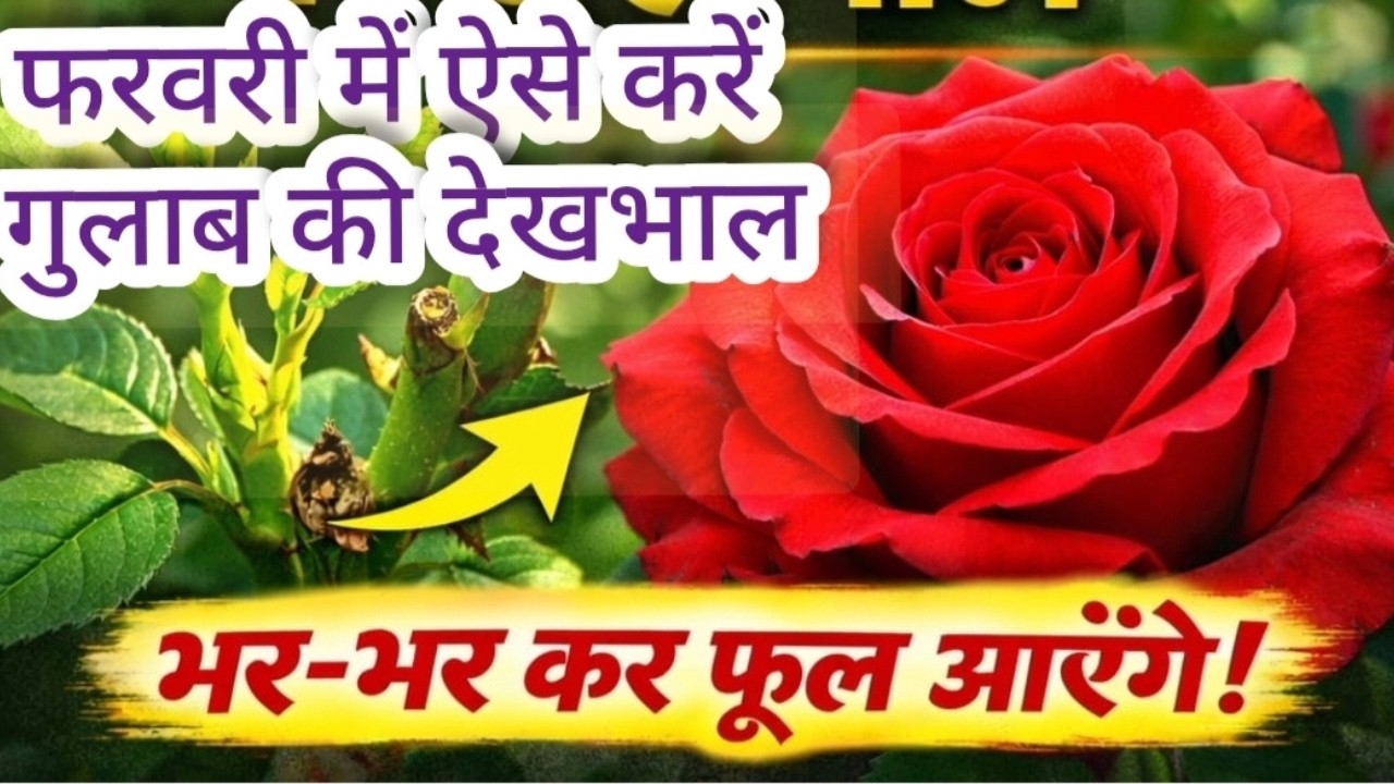 फरवरी में  (Rose)गुलाब की देखभाल 🌹 Pruning से लेकर Organic खाद तक | Heavy Flowering Secret