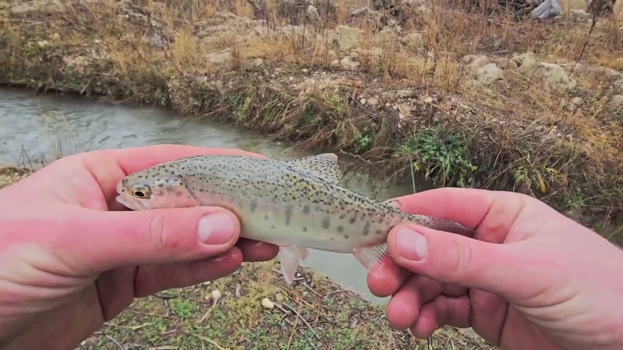 Derede Alabalık Avı|Kış Ayında Alabalık Nasıl Avlanır?#alabalık #fishing #alabalıkavı #troutfishing 