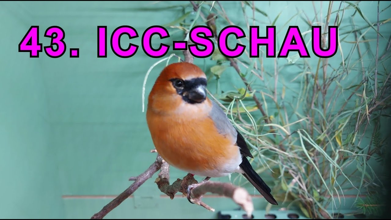 43. ICC- SCHAU 2025