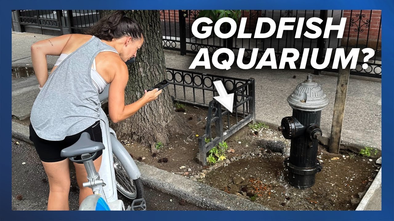 🐟 100 Goldfish in a Puddle? The Brooklyn Leaky Hydrant ‘Aquarium’ and the 4 A.M. Fish Heist