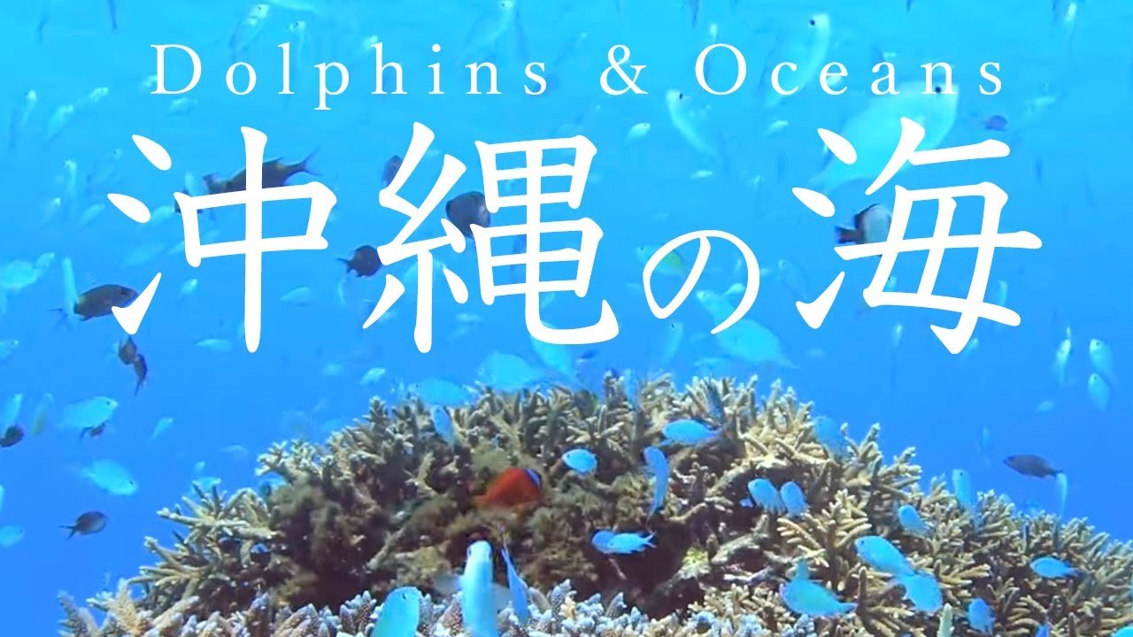 沖縄ケラマ 美しすぎる癒しの海でスノーケリング＆スキンダイビング（素潜り）