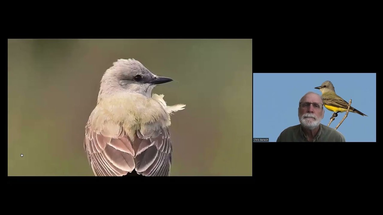 Flycatcher Identification with Chris Benesh