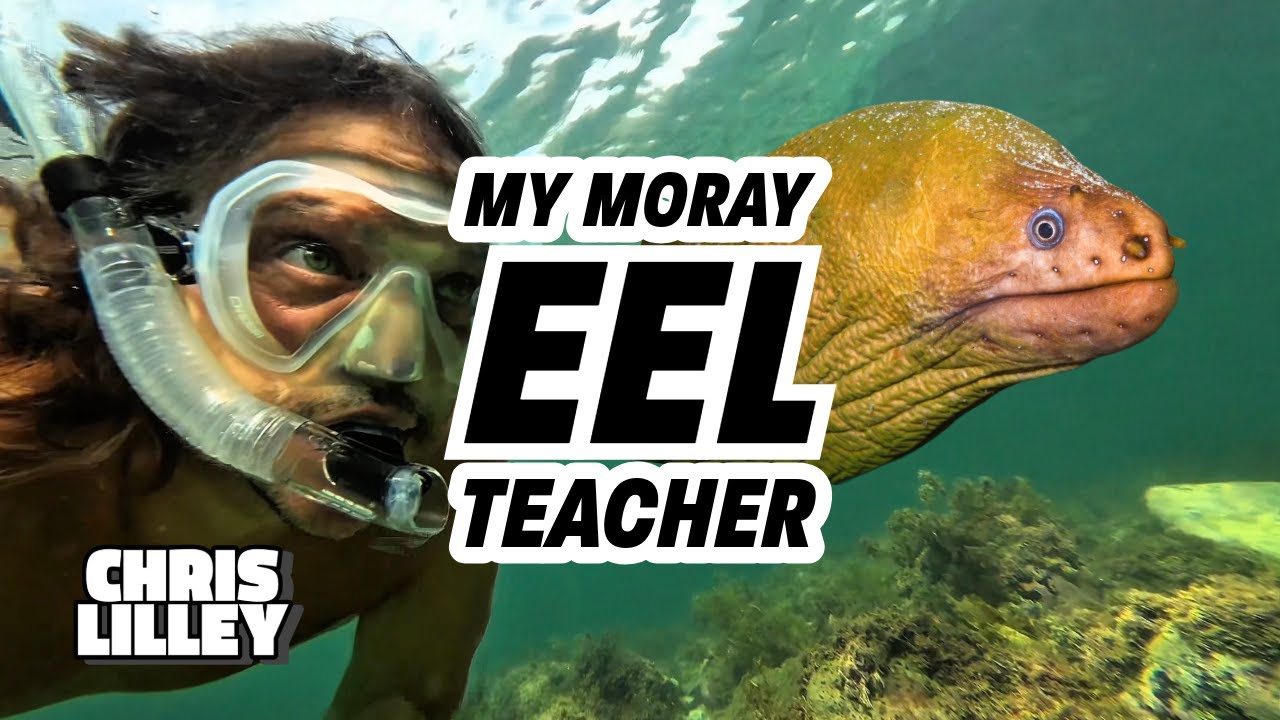 My Moray Eel Teacher