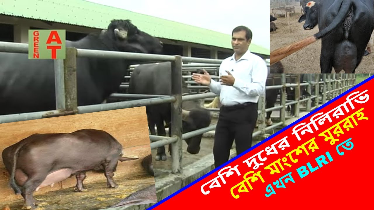 বিশ্ববিখ্যাত মুররাহ ও নিলিরাভি মহিষ পালনের গল্প | buffalo farming