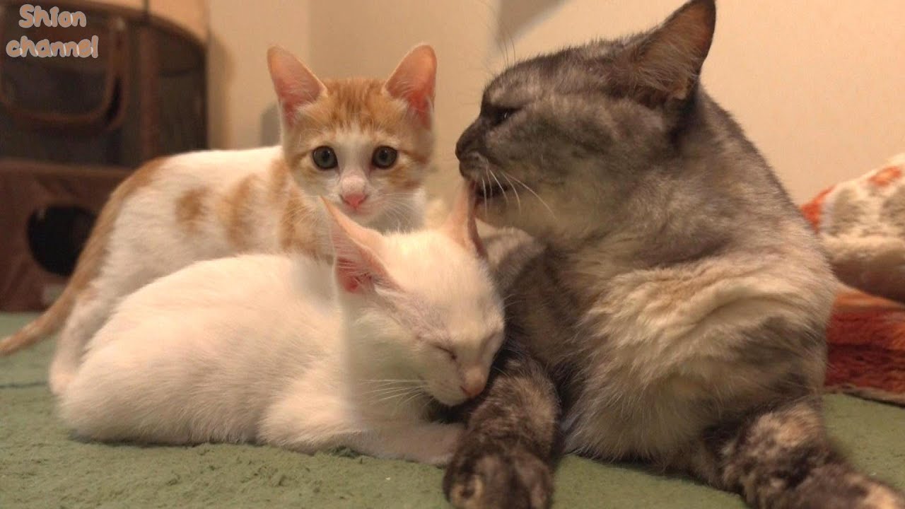 大好きな先住猫にグルーミングして欲しくて順番待ちする子猫たち