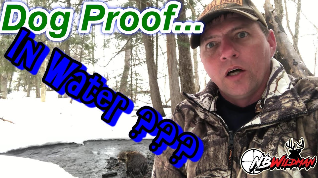 Setting Dog Proof Traps in Water. Amazing Results