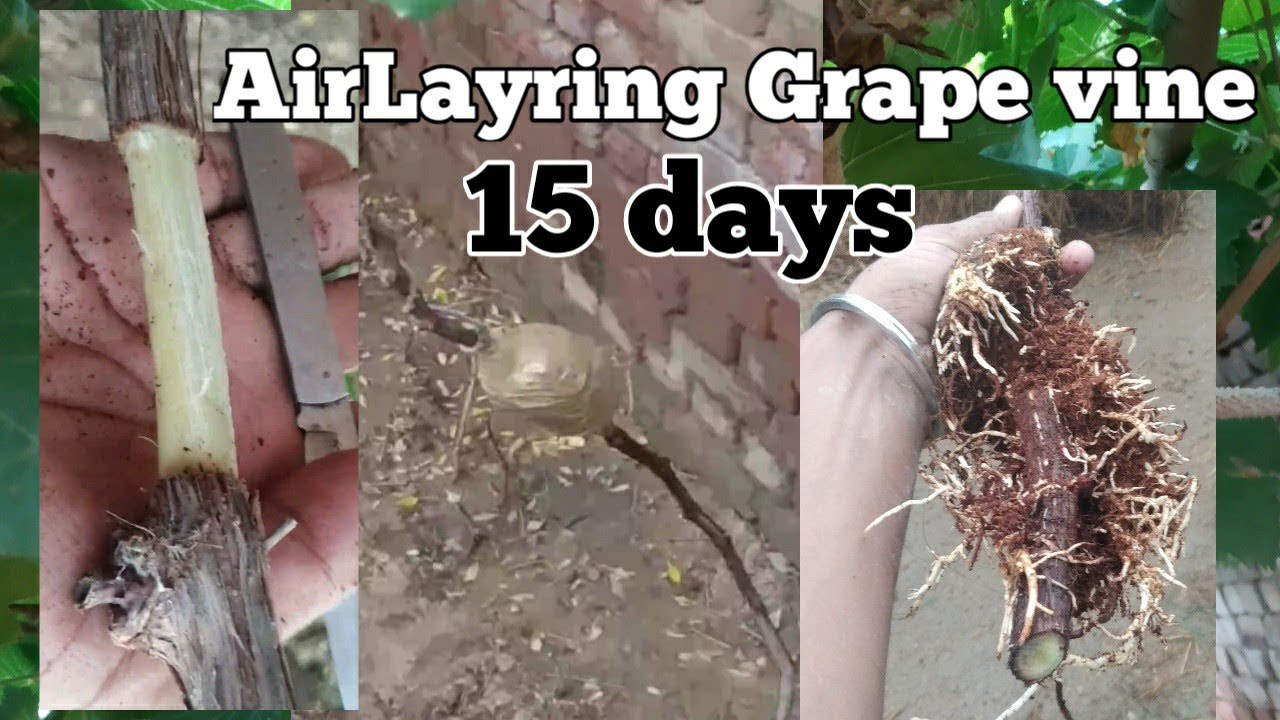 Air layering on Grapes vine 💯 % Result in 15 days