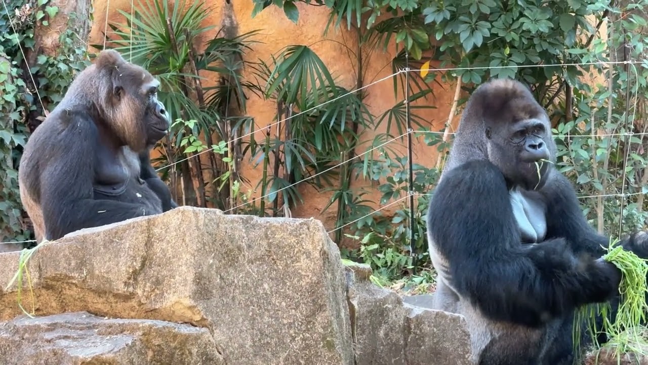 gorilla 大好きなモモコとご飯を食べるハオコ【2025年‎12月10日】【上野動物園】ゴリラ💗