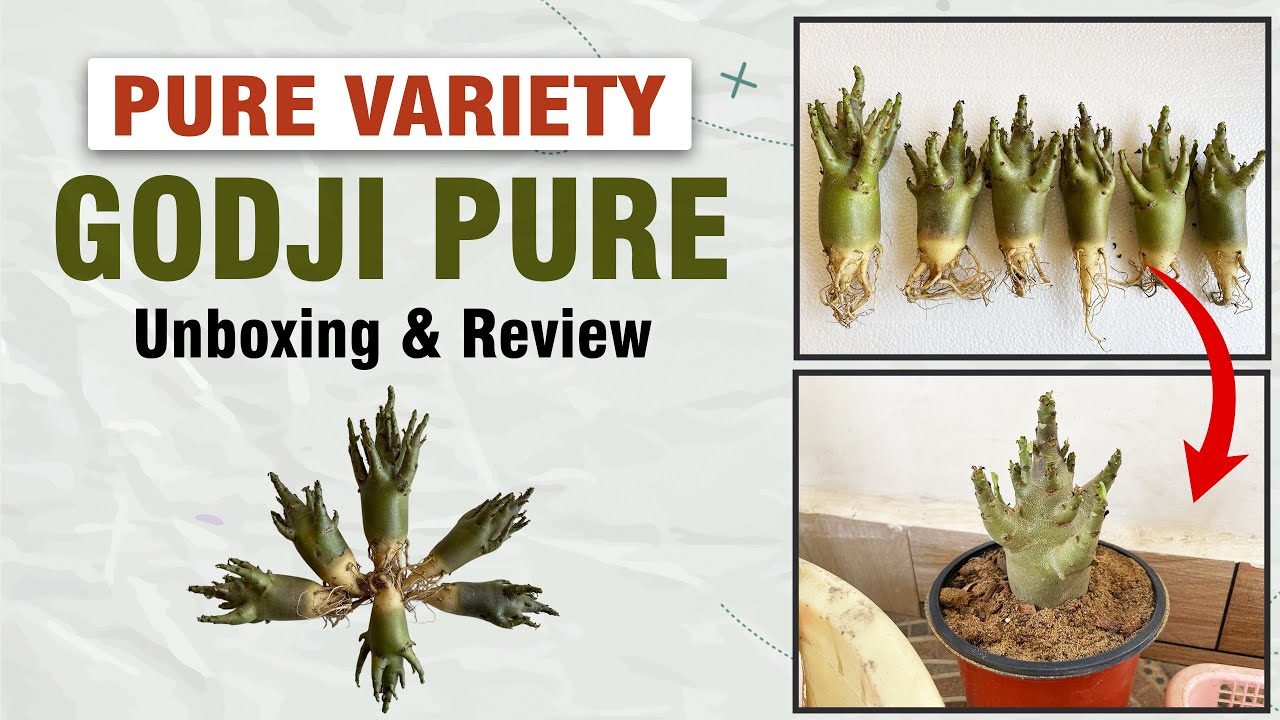 Godji Pure || online buy Cheap Adenium || Adenium buy onlline@terracegardeningart